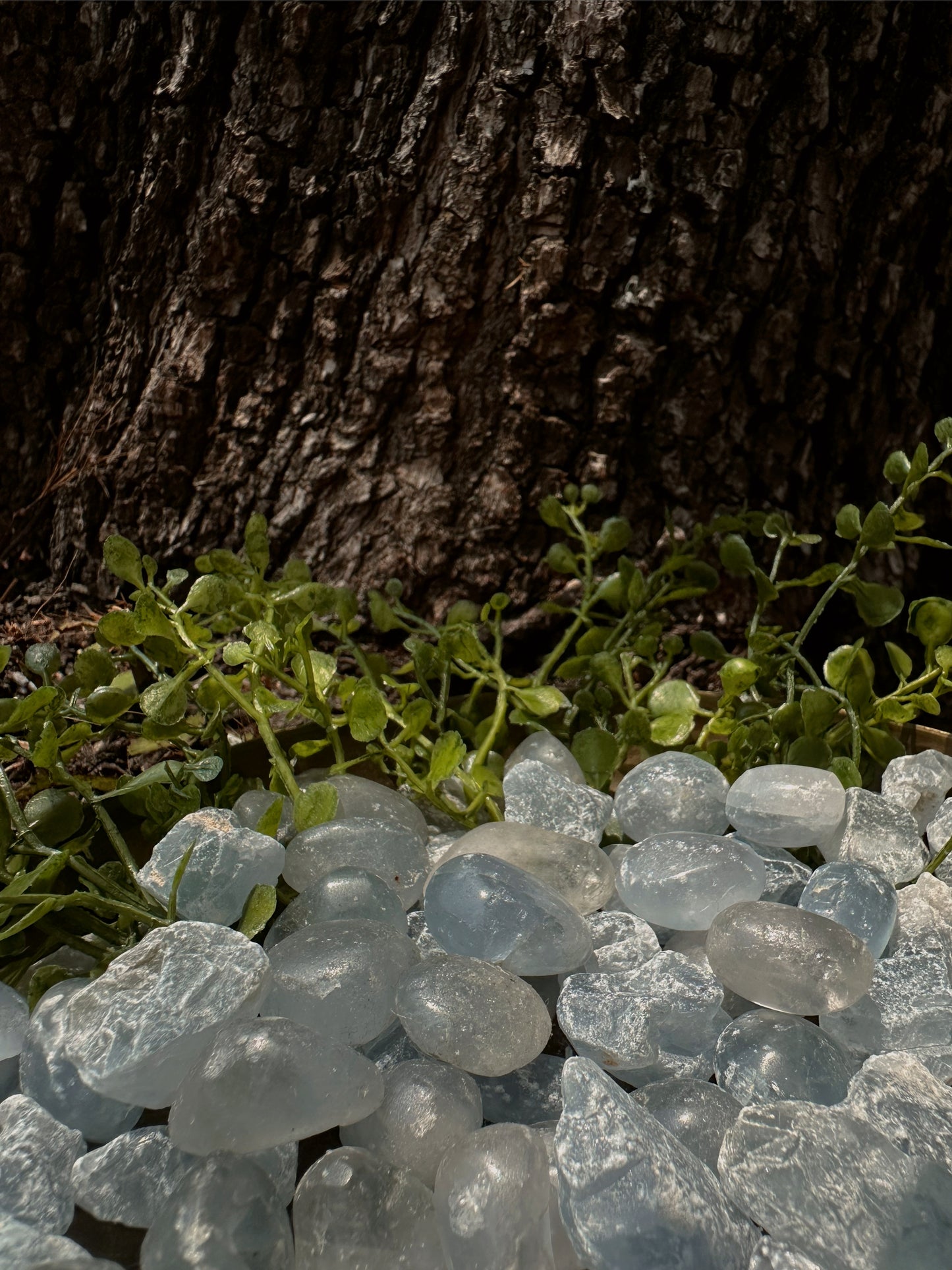 Celestite