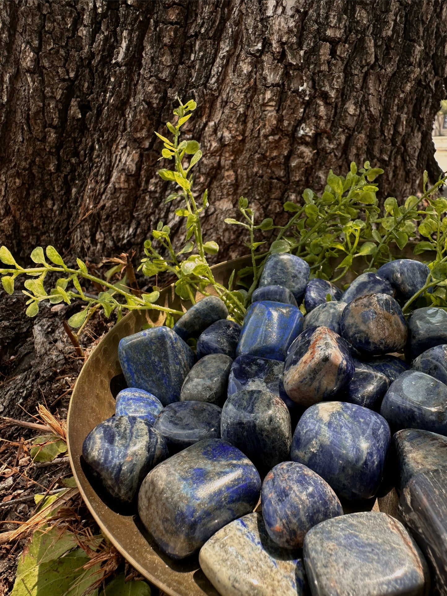 Lapis Lazuli - Tumbled, Large